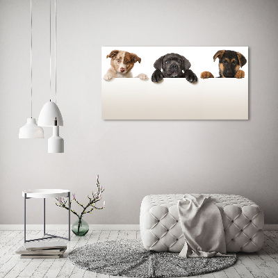 Acrylic wall art Three puppies