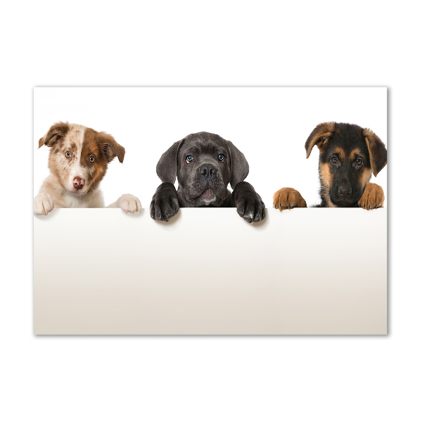 Acrylic wall art Three puppies