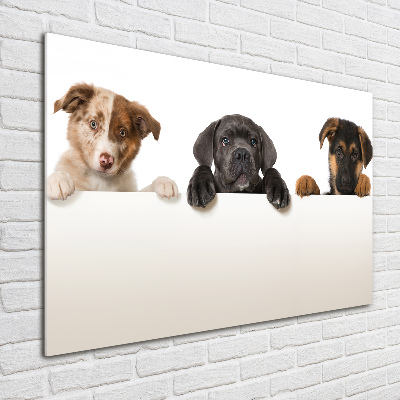 Acrylic wall art Three puppies