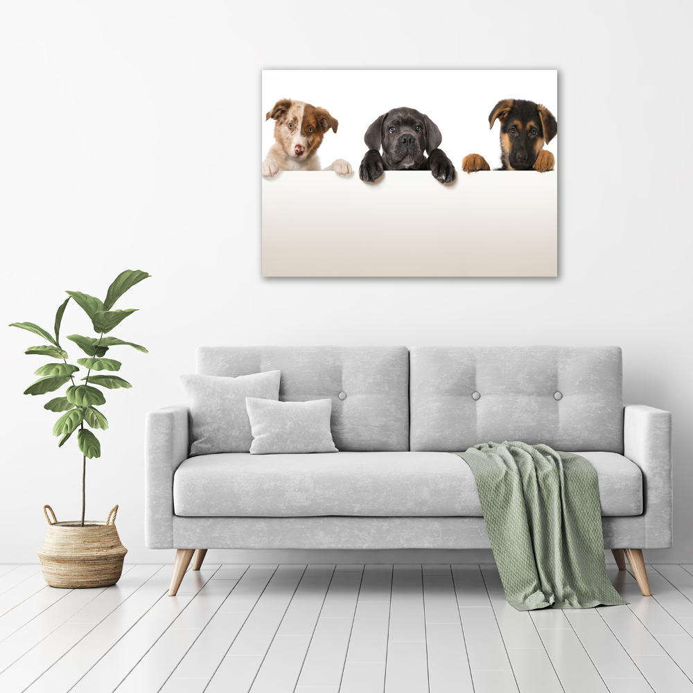 Acrylic wall art Three puppies