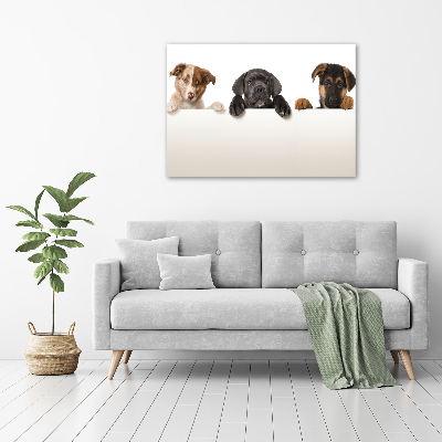 Acrylic wall art Three puppies