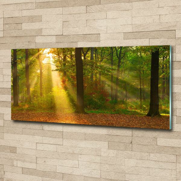 Acrylic wall art Forest in the sun