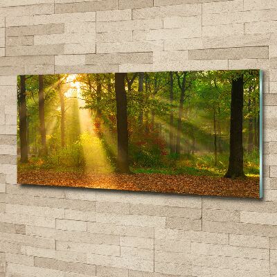 Acrylic wall art Forest in the sun