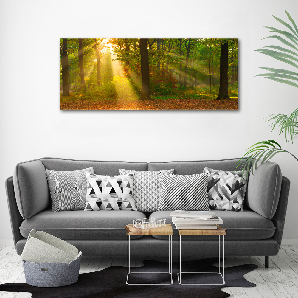 Acrylic wall art Forest in the sun