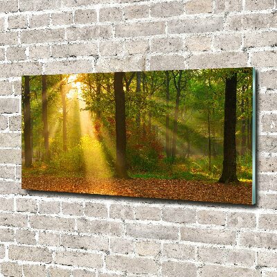 Acrylic wall art Forest in the sun