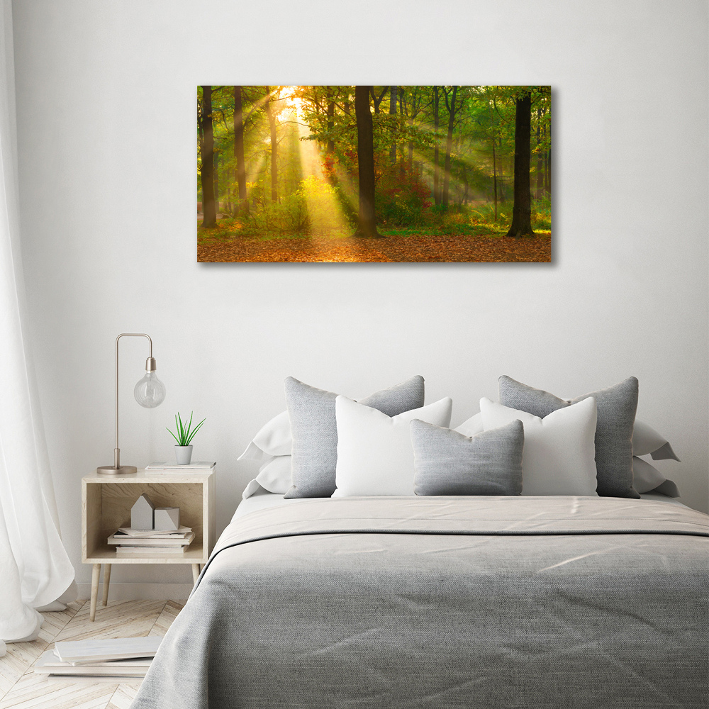 Acrylic wall art Forest in the sun