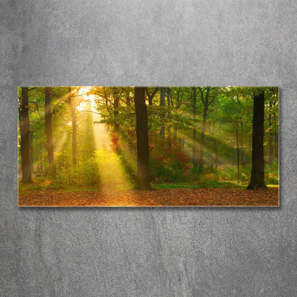 Acrylic wall art Forest in the sun