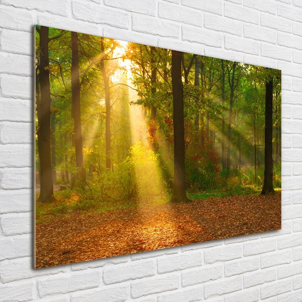 Acrylic wall art Forest in the sun