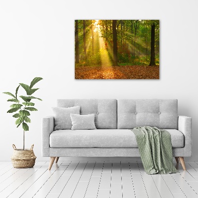 Acrylic wall art Forest in the sun