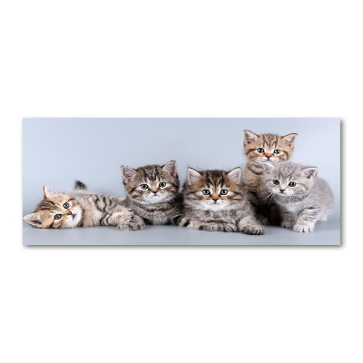 Wall art acrylic Five cats