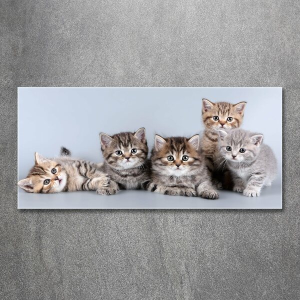 Wall art acrylic Five cats