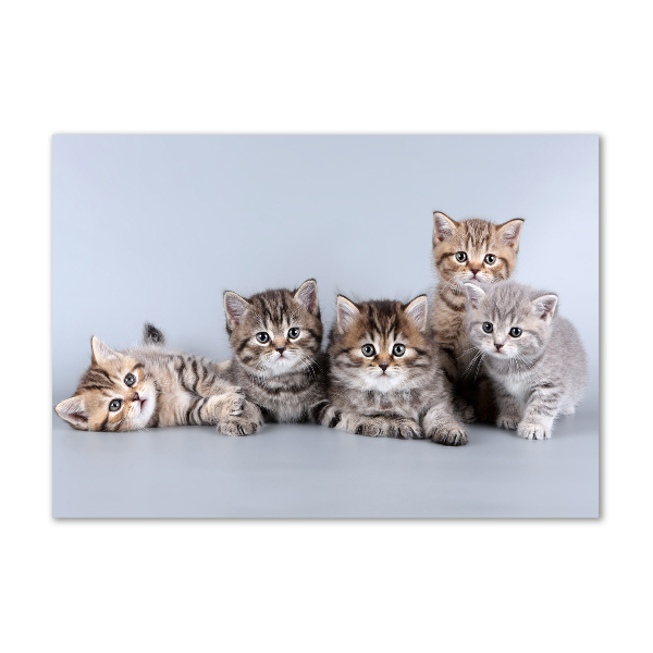 Wall art acrylic Five cats