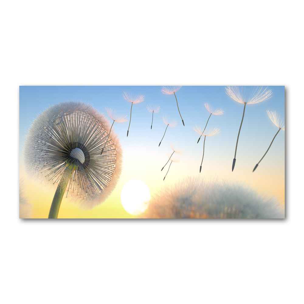 Print on acrylic Dandelion