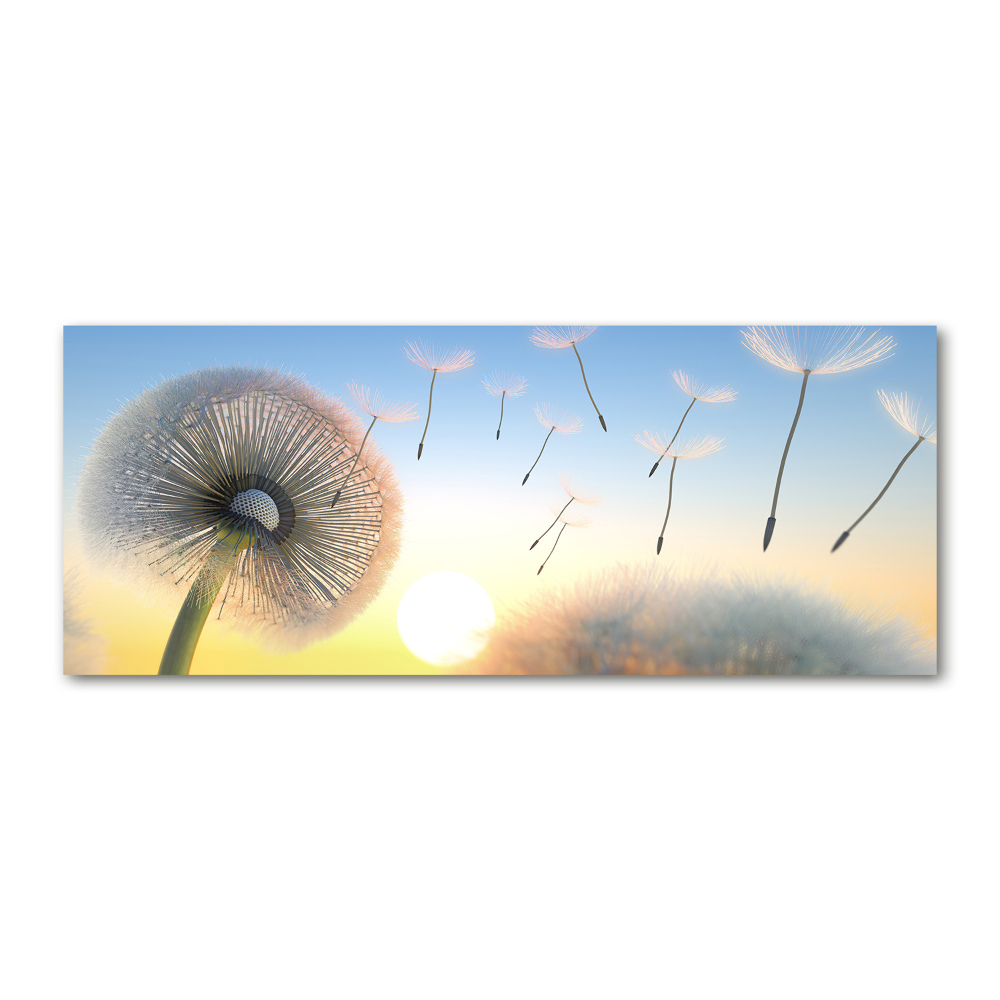 Print on acrylic Dandelion