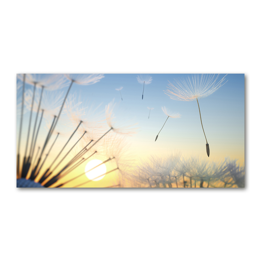 Print on acrylic Dandelion seeds