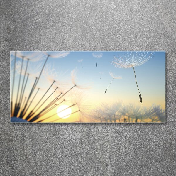 Print on acrylic Dandelion seeds