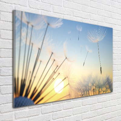 Print on acrylic Dandelion seeds