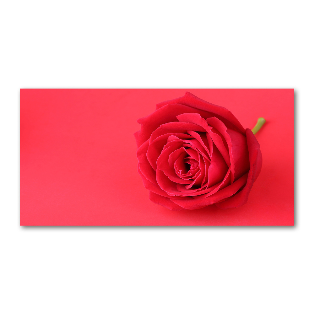 Acrylic print Red rose