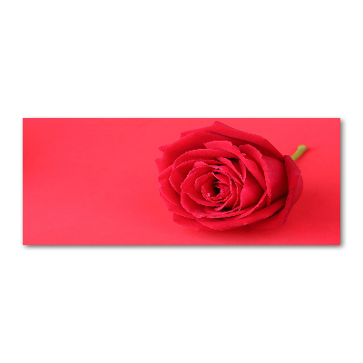 Acrylic print Red rose