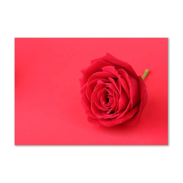 Acrylic print Red rose