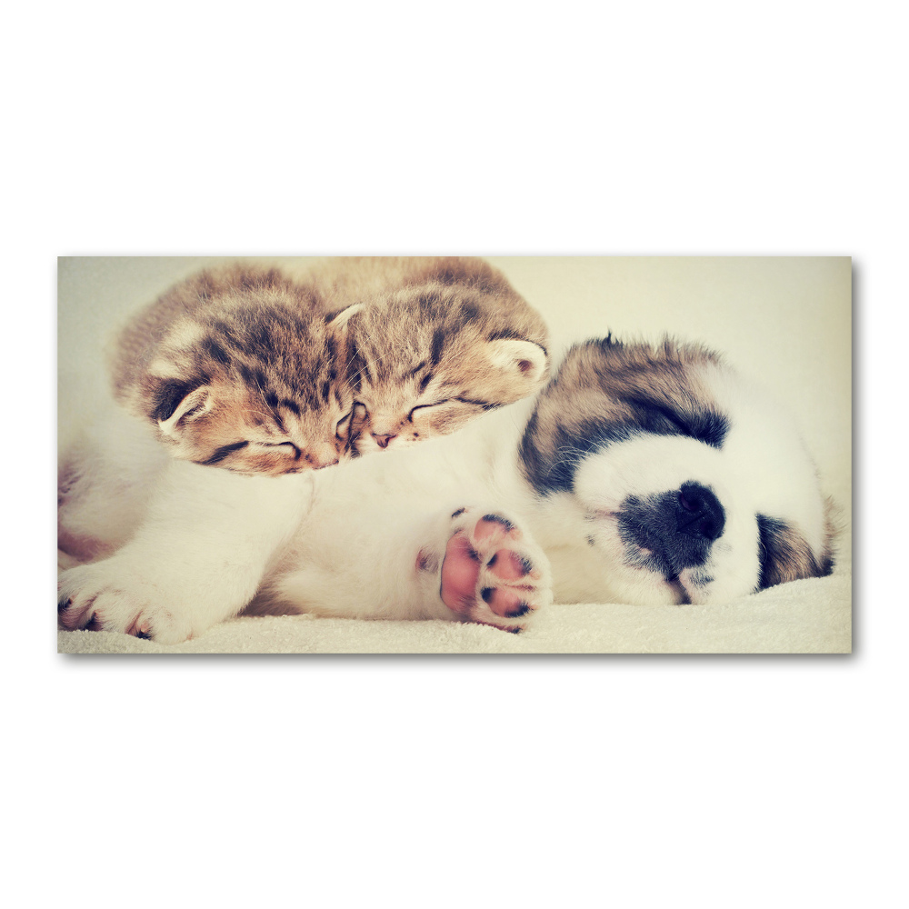 Acrylic print Two cats and a dog