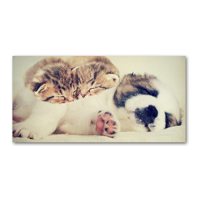 Acrylic print Two cats and a dog