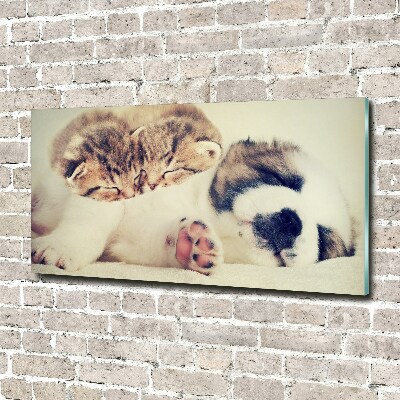 Acrylic print Two cats and a dog