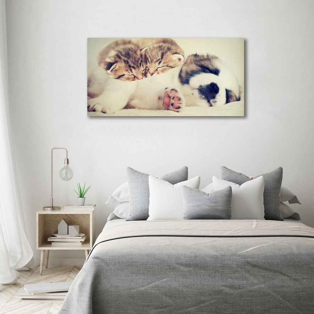 Acrylic print Two cats and a dog