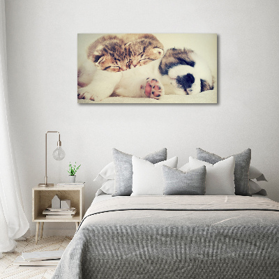 Acrylic print Two cats and a dog