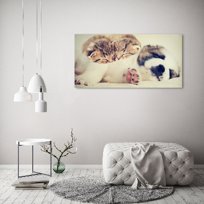 Acrylic print Two cats and a dog