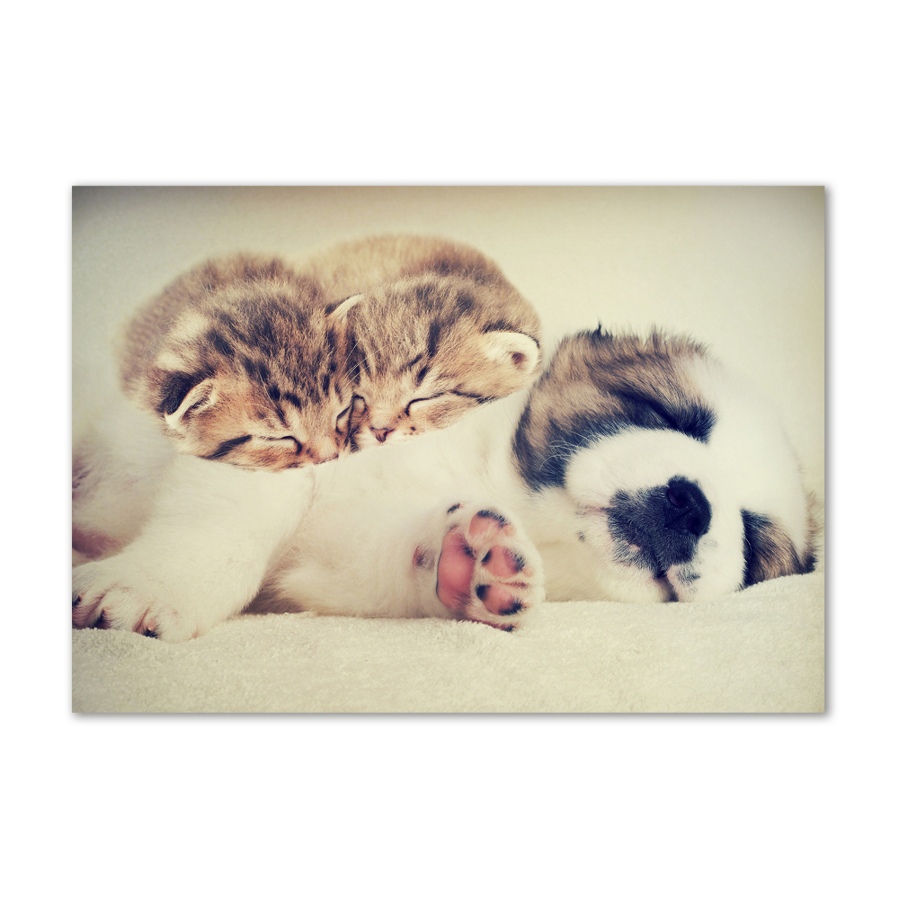 Acrylic print Two cats and a dog