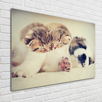 Acrylic print Two cats and a dog