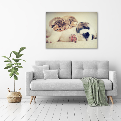 Acrylic print Two cats and a dog