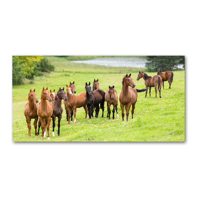 Acrylic print A herd of horses in the meadow