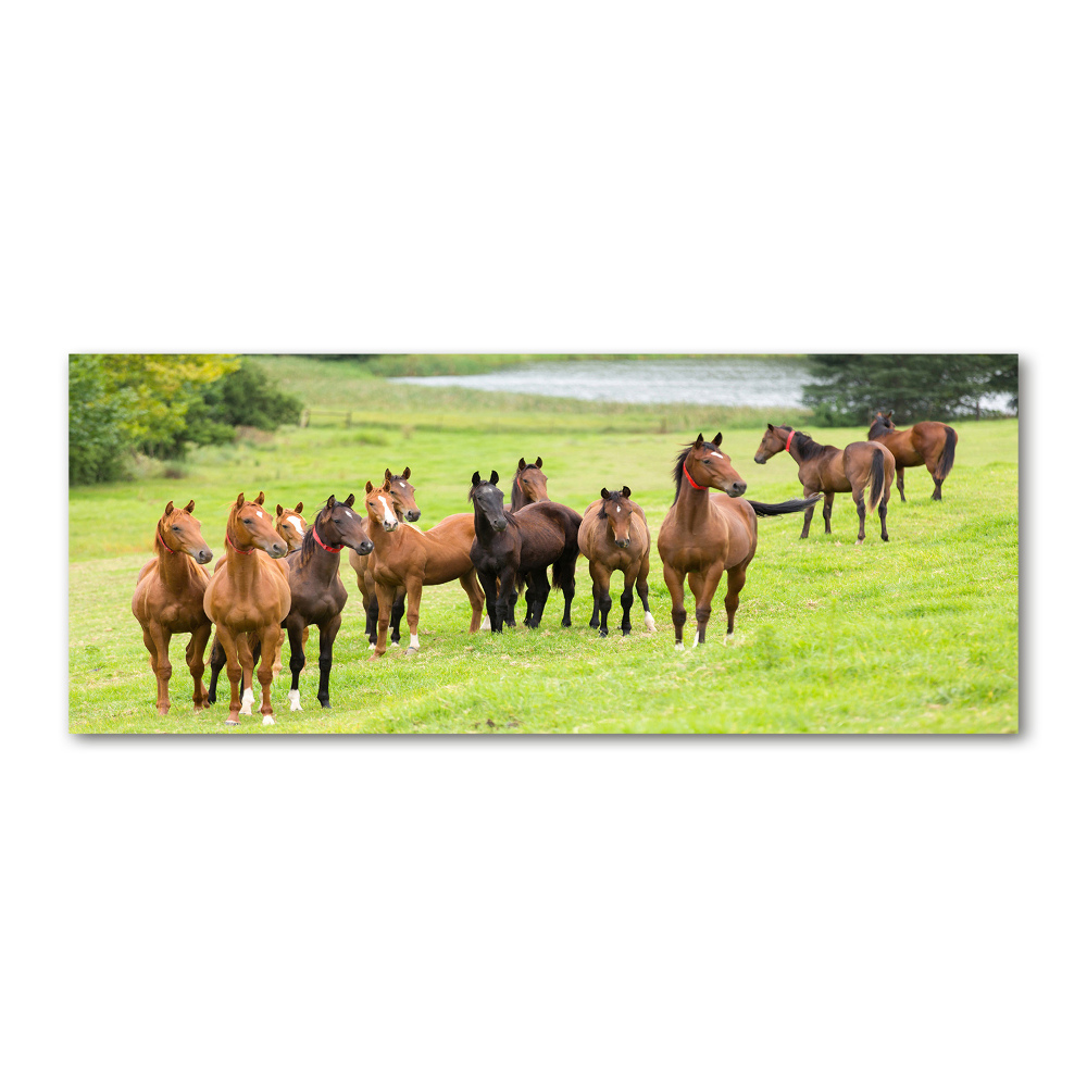 Acrylic print A herd of horses in the meadow