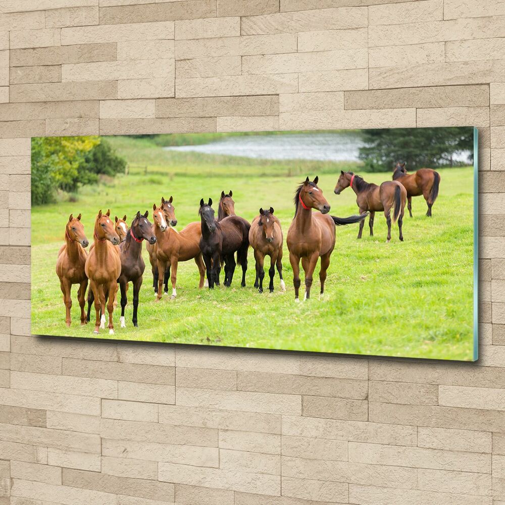 Acrylic print A herd of horses in the meadow