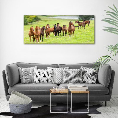 Acrylic print A herd of horses in the meadow