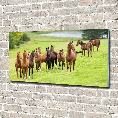 Acrylic print A herd of horses in the meadow