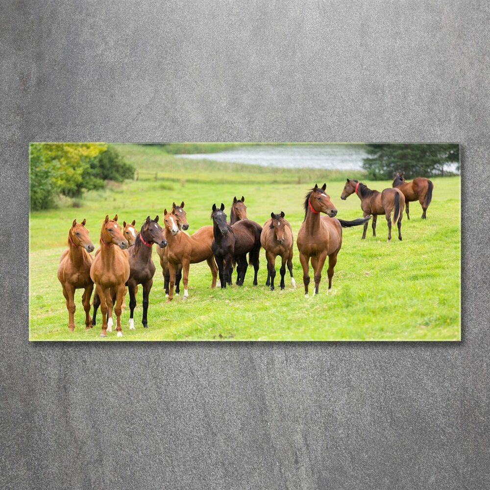 Acrylic print A herd of horses in the meadow