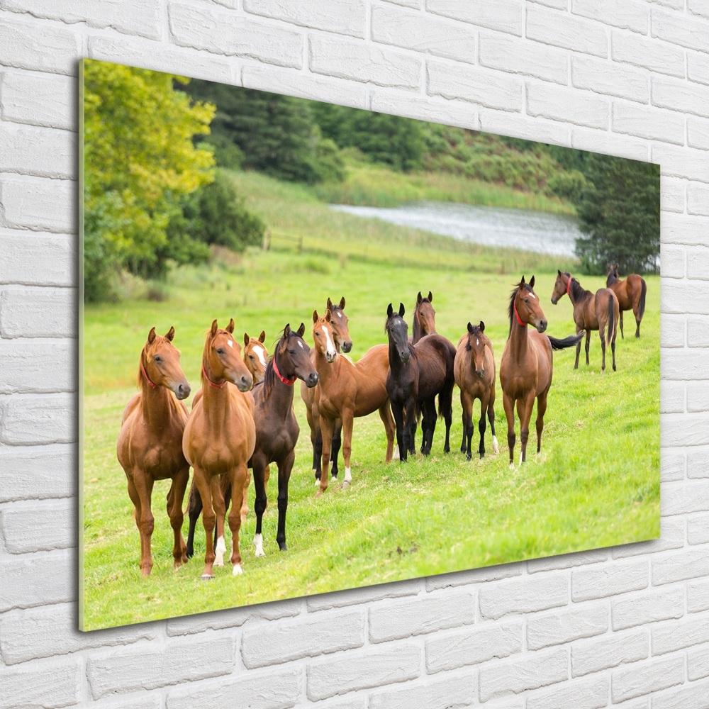 Acrylic print A herd of horses in the meadow