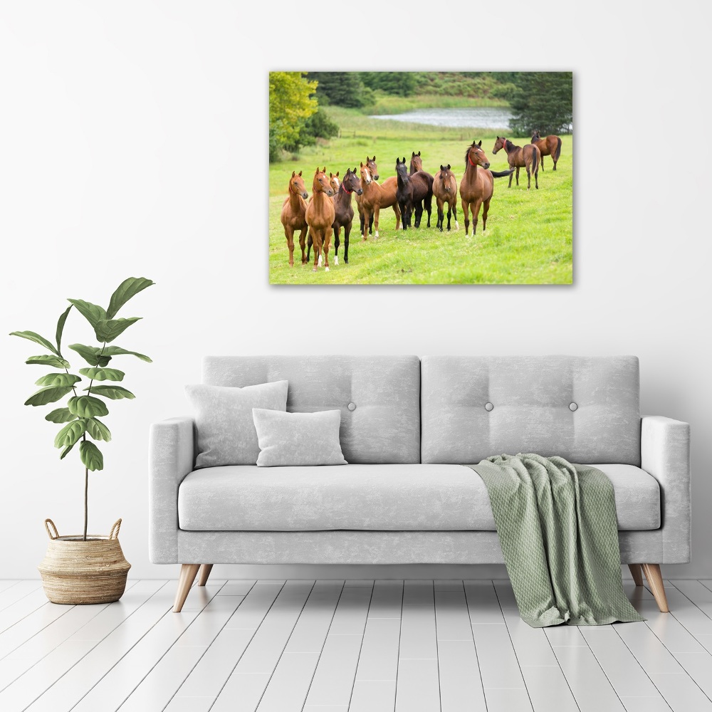 Acrylic print A herd of horses in the meadow