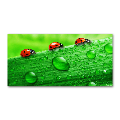 Print on acrylic Ladybugs on the grass