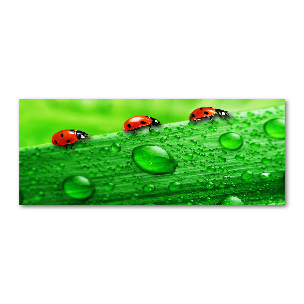 Print on acrylic Ladybugs on the grass