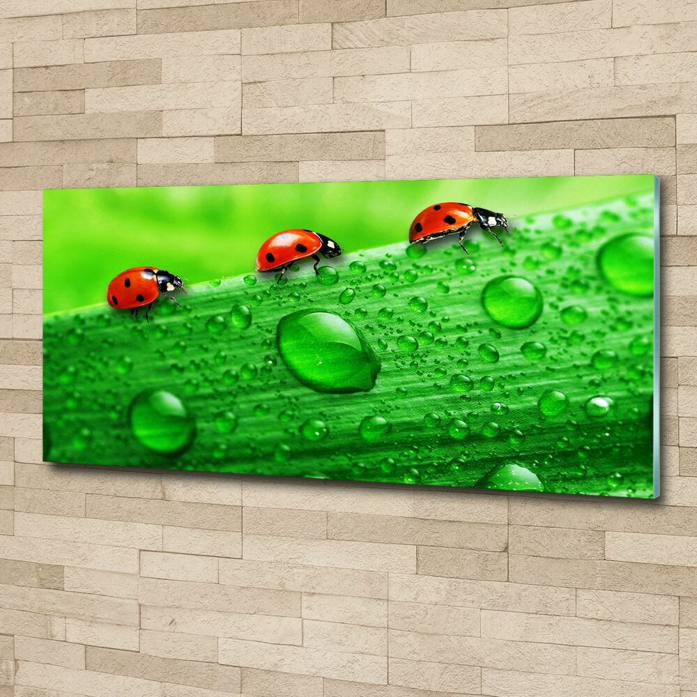 Print on acrylic Ladybugs on the grass