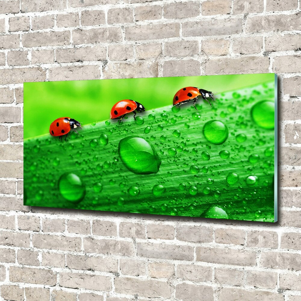 Print on acrylic Ladybugs on the grass