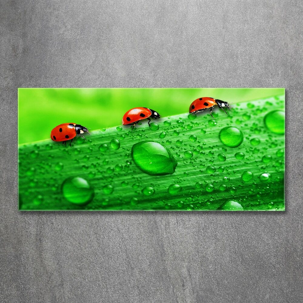 Print on acrylic Ladybugs on the grass