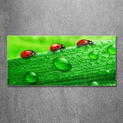 Print on acrylic Ladybugs on the grass