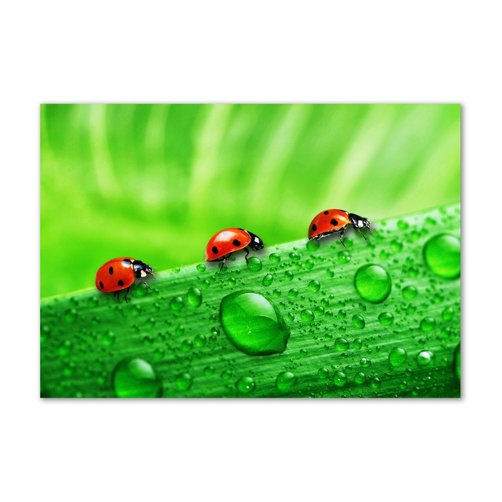 Print on acrylic Ladybugs on the grass