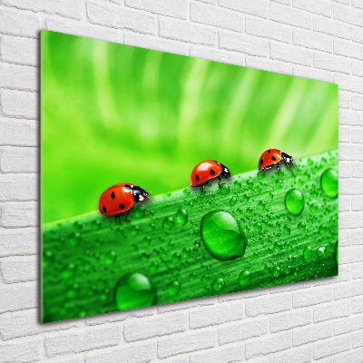 Print on acrylic Ladybugs on the grass