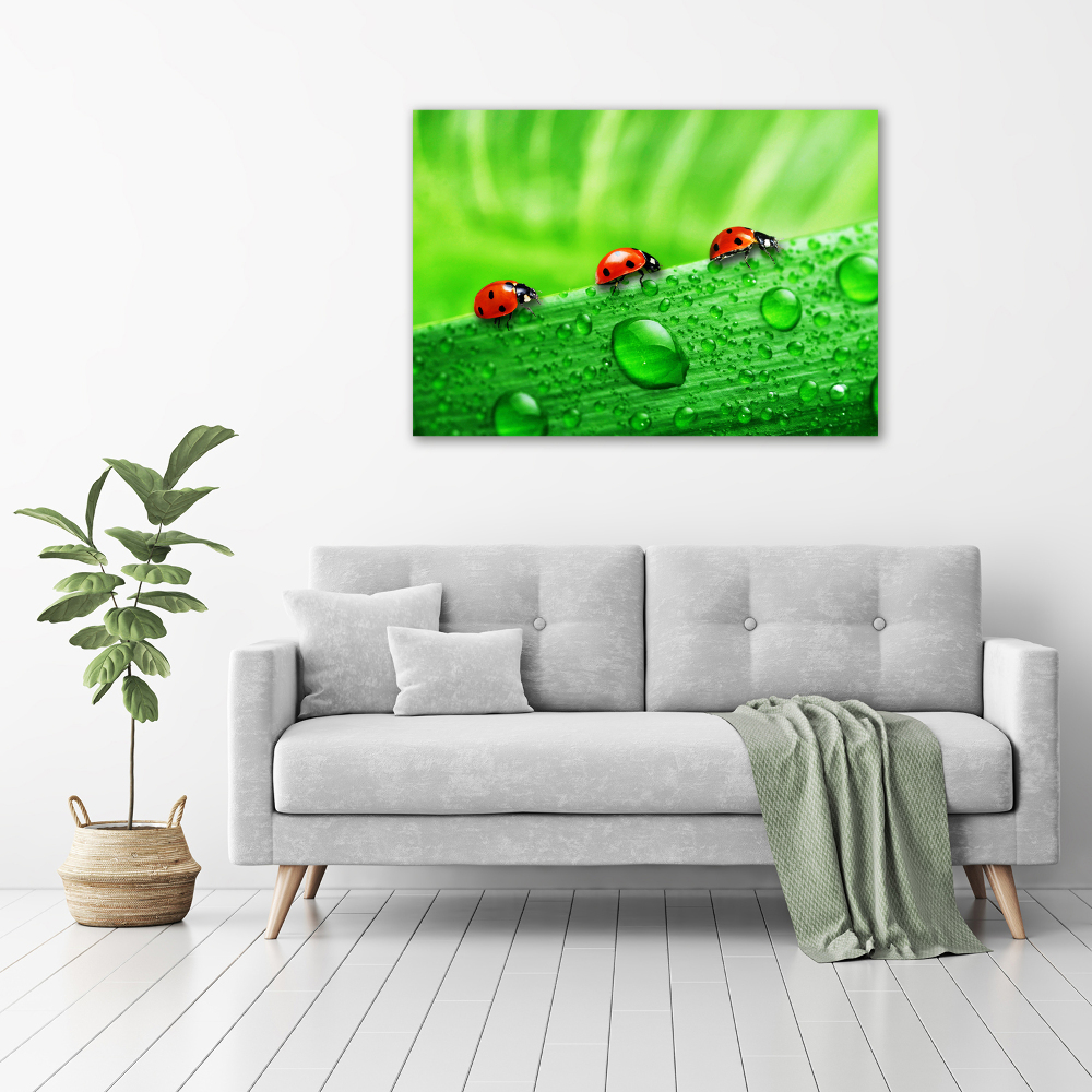 Print on acrylic Ladybugs on the grass